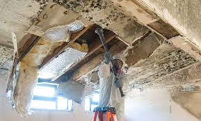 Mold Odor Removal Services in Cameron, TX